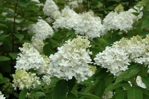 Fire And Ice Hydrangea (Hydrangea paniculata 'Wim's Red') - 3 Gallon Potted Shrub