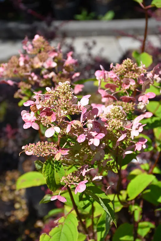 Fire And Ice Hydrangea (Hydrangea paniculata 'Wim's Red') - 3 Gallon Potted Shrub
