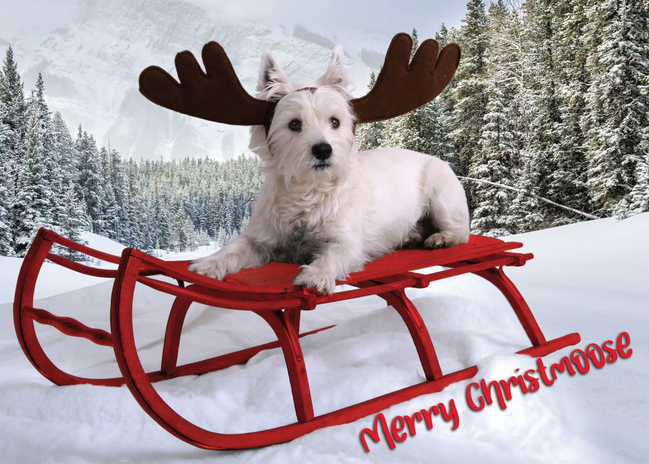 Glory To Dog Merry Christmoose and Happy Mew Year Christmas Card Boxed Set of 12 Cards and Envelopes
