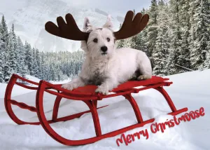 Glory To Dog Merry Christmoose and Happy Mew Year Christmas Card